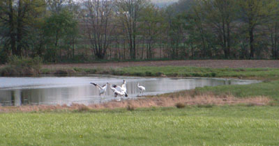 Five whooping cranes dance in a pond at the Eugene Crouch residence on Mud Pike west of Celina last week. The endangered birds -- which blew into Mercer County on April 12 and left the area late last week -- provided a rare opportunity for local folks to see them. There are only about 300 of these birds in the world.<br>dailystandard.com