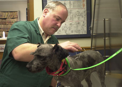 Coldwater veterinarian treats dogs with acupuncture<br>dailystandard.com
