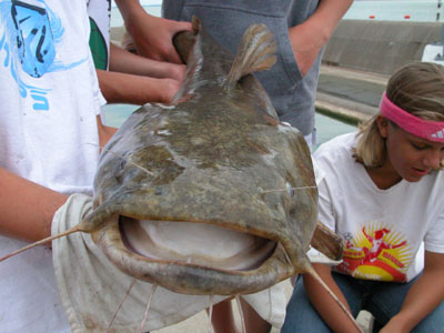 The flathead catfish above was wrestled to shore by six Celina teens who later found out it weighed 21.5 pounds and was 39 inches long. As big and ugly as it was, wildlife officials say there are bigger ones in Grand Lake St. Marys, however, no official documents exist. The biggest flathead catfish caught in Ohio weighed 76.5 pounds and was reeled in at Clendening Lake by a New Philadelphia angler in July of 1979.<br>dailystandard.com