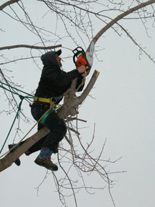 Tim Reed, the owner of Reed's Tree Service, hangs by a harness about 15 feet off the ground while sawing branches in the backyard of a home on Cheshire Street in St. Marys. Tree service employees are forced to climb out on limbs to do their work when they can't position bucket trucks close enough to the damaged trees.<br>dailystandard.com