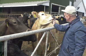 Brother Don Fisher of St. Charles Center in Carthagena checks out two of the Brown Swiss dairy cows that will soon become a thing of the past as the Missionaries of the Precious Blood cease farm and dairy operations effective Dec. 31. <br>dailystandard.com