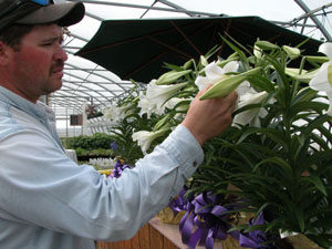 Aaron Fent of A & A Greenhouse of rural Rockford looks over several open buds on Easter lilies for sale at the nursery. Ohio is one of the top four producers of the holiday plant. The large trumpet-like blooms of the Easter lily don't magically appear at Easter time. Growers must do the math -- timing the care of the bulbs with the correct amount of darkness, light, cold and heat to get the plants to the Easter table in full bloom.<br>dailystandard.com
