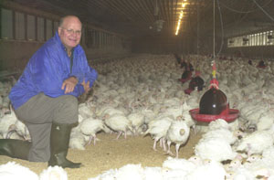 Checking out a flock of nearly 6,000 tom turkeys keeps the Rev. John Tostrick busy each morning. The former dairy farmer became a contract grower for Cooper Farms in Fort Recovery 18 years ago. These 5-week-old birds will head to market in early 2005 weighing in at more than 40 pounds. <br>dailystandard.com