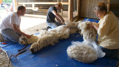Sheep shearing - Wikipedia